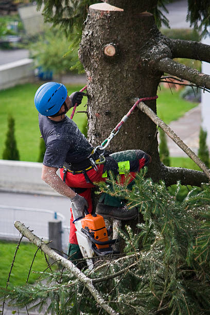 Trusted Forreston, IL Tree Removal Experts